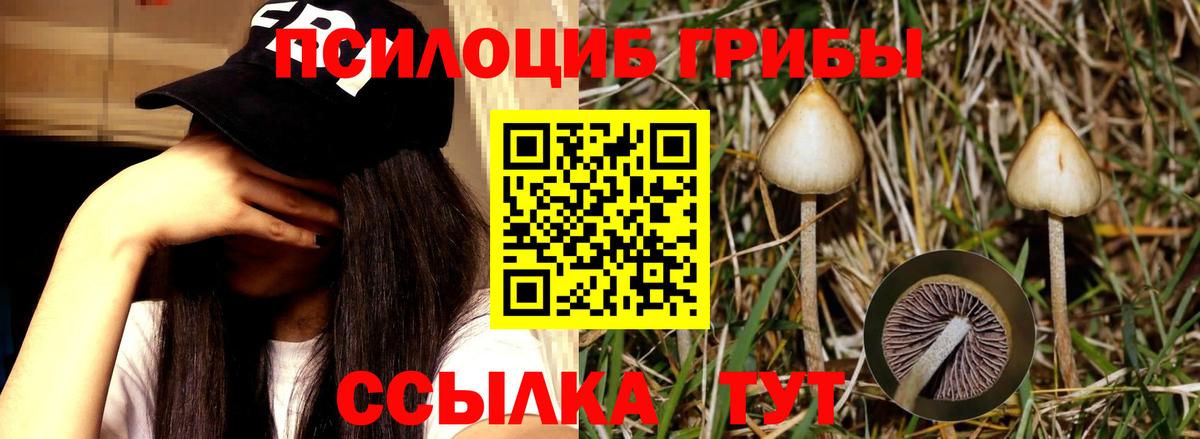 Галлюциногенные грибы Magic Shrooms  Вход с VPN  Ивантеевка  Псилоцибиновые грибы прущие грибы 